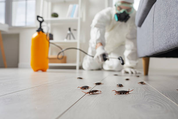 Commercial Rodent Management in Woodville